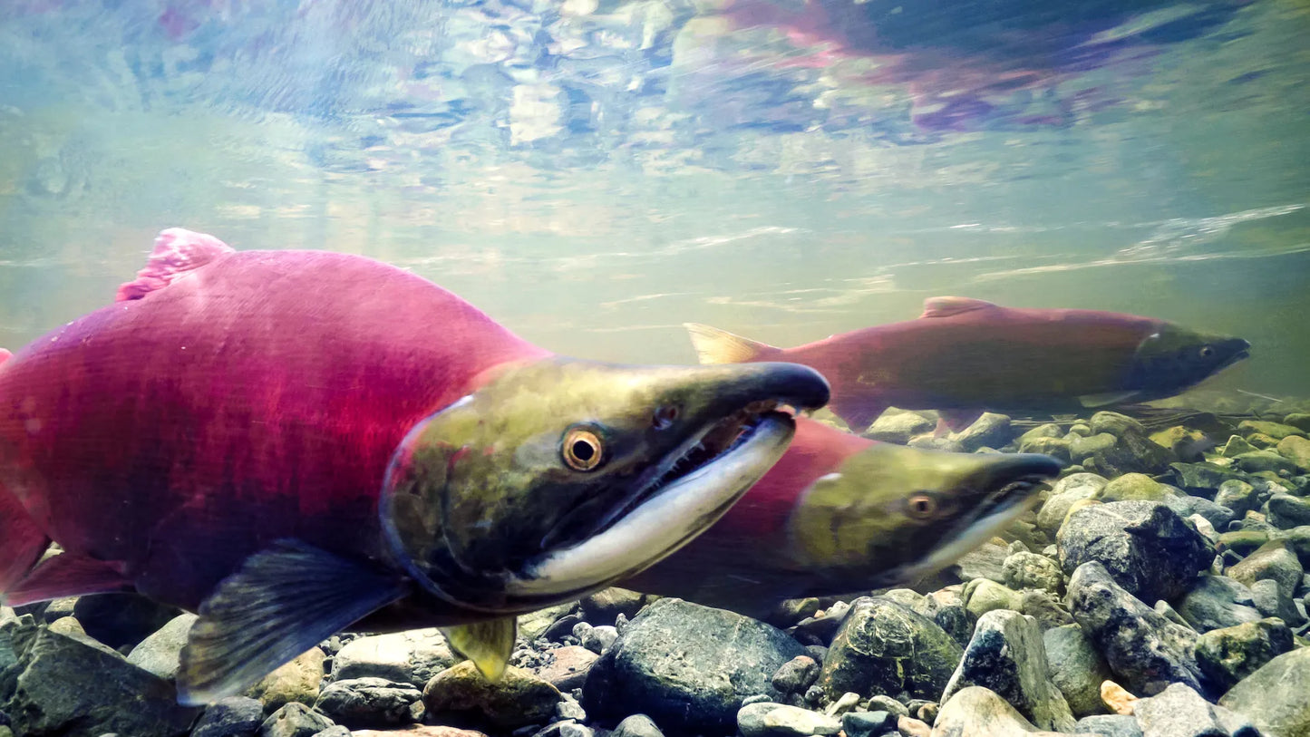 Sitka's Hidden Wonders - 7 Day - Online Streaming Rental