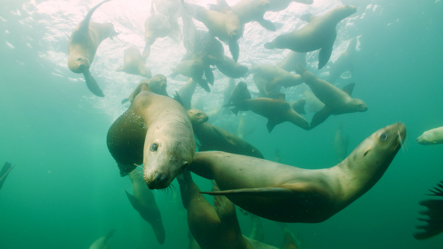 Sitka's Hidden Wonders - 7 Day - Online Streaming Rental