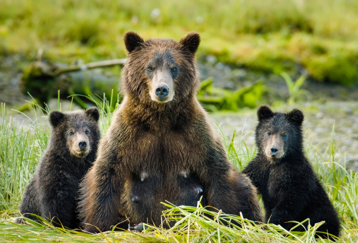 Sitka's Hidden Wonders - 7 Day - Online Streaming Rental